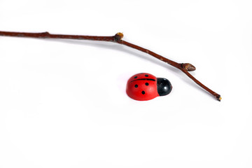 Fototapeta premium ladybug, twig