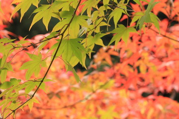 紅葉