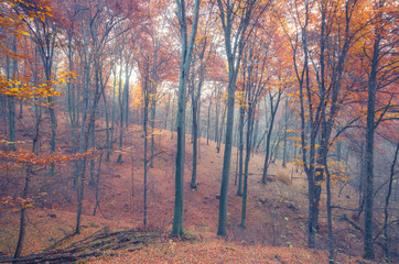 Colorful autumn beech forest in the fog, ground covered with brown fallen leaves