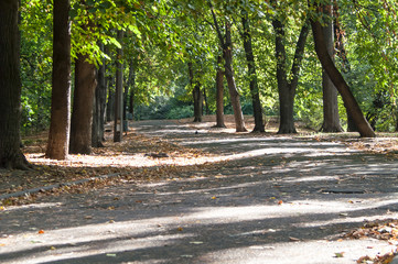 Park alley in the city