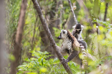 Ring tailed lemur with baby on the back in Madagascar
