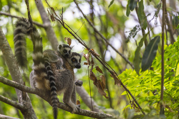 Fototapeta premium Cute ring tailed Lemur with a baby on the back standing on the branch of a tree in the jungle of Madagascar.