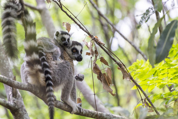 Ring tailed Lemur and baby on a green branch tree in Madagascar