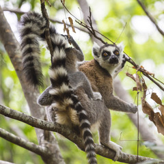 Cute ring tailed Lemur with a baby on the back standing on the branch of a tree in the jungle of Madagascar.