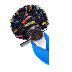 Tableaux ronds sur aluminium Chien fou hairdresser groomer dog