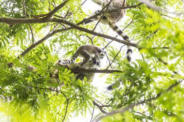 Ring tailed Lemur and baby on a green branch tree in Madagascar