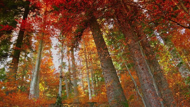 Colorful autumn trees in the forest with golden yellow leaves on path and grass, beautiful seasonal forest, sunny indian summer in Europe;ULTRA HD 4K, real time, zoom