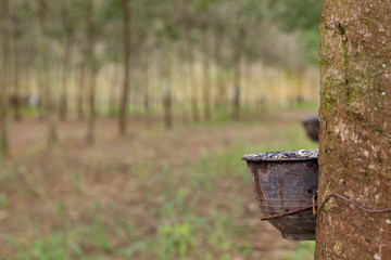 rubber tree plantation