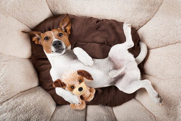 dog sleeping or resting