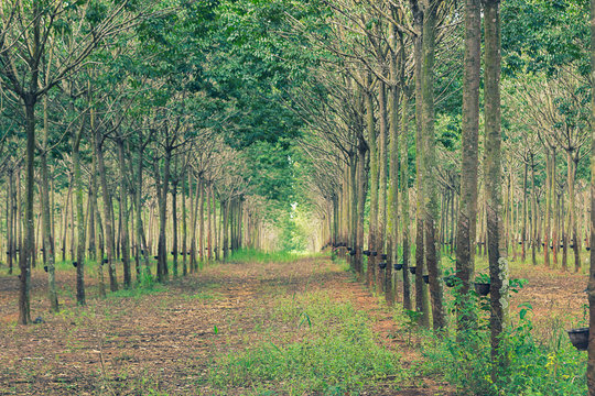 rubber tree plantation