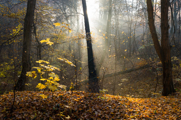 Sunbeams pour into the autumn forest