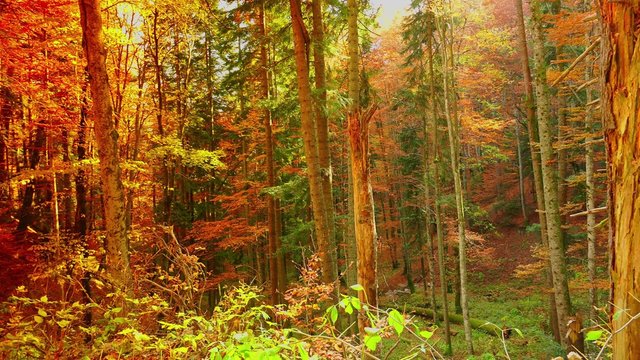 Colorful autumn trees in the forest with golden yellow leaves on path and grass, beautiful seasonal forest, sunny indian summer in Europe;ULTRA HD 4K, real time, zoom