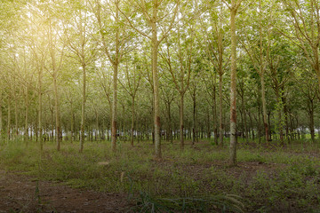 rubber tree plantation