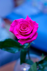 Różowa róża