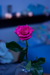 różowa róża © dusiowa