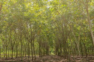 rubber tree plantation