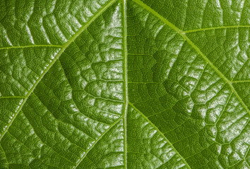 green leaf