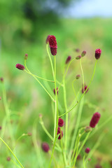 Sanguisorba officinalis. The blossoming plant in Siberia