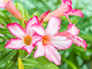 Fototapeta na wymiar Pink Adenium flowers