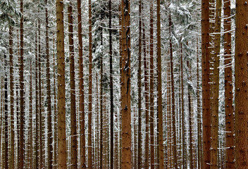 Obraz premium Snowy forest