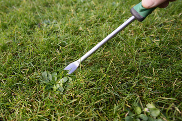 Unkraut - Stechen - Gartenarbeit