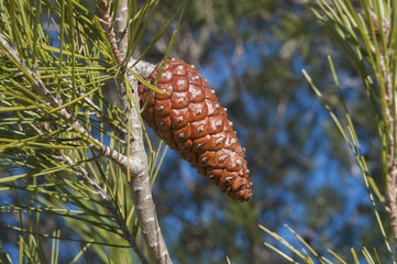 Detail of leaves, branches and cones of Aleppo Pine, Pinus halepensis. It is a pine native to the Mediterranean Region. Photo taken in Buendia, Cuenca, Spain.