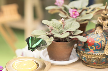 Portrait of live butterfly. 