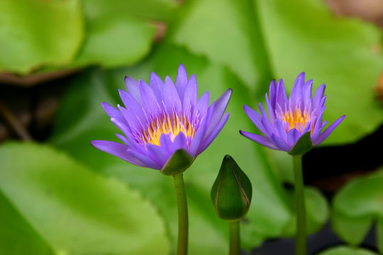 Fototapeta purple lotus