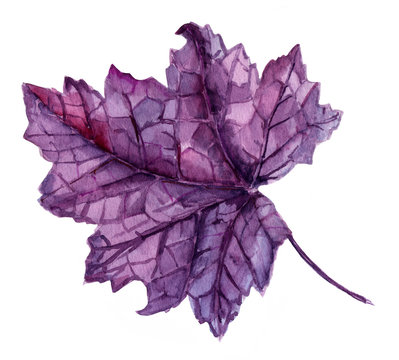 Beautiful purple leaf on white background, watercolour drawing