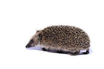 running hedgehog on white background