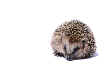 hedgehog isolated on white looking into camera