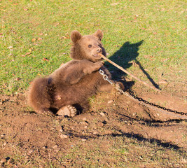 Obraz premium brown circus bear plays with a wooden stick sitting on the chain