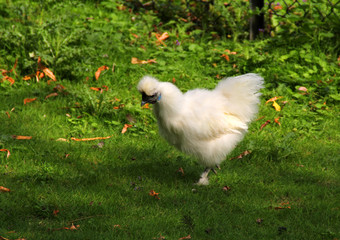 The white chicken on the green grass