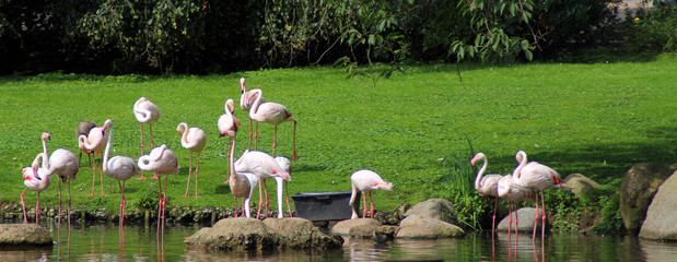 Herd of pink flamingos on a water reservoir