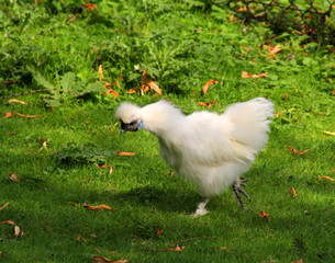 The white chicken on the green grass