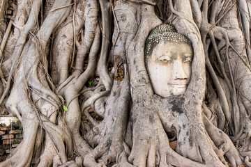 Head Buddha in The Tree Root
