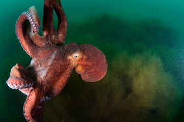 Gigant octopus in the deep. 