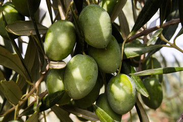 Unreife Oliven auf Baum
