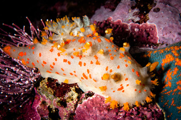 Nudibranch Triopha Catalinae.Japan Sea.