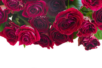Border of red and pink roses 