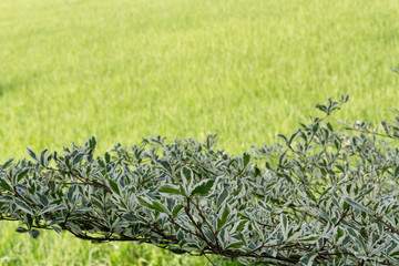 branch of green leaf nature, terminalia ivorensis tree