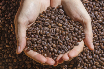 Roasted brown coffee beans hold in the hands