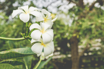 Fototapeta premium Vintage Filter Effect -White plumeria on the plumeria tree, Frangipani tropical flowers, White plumeria on the plumeria tree.