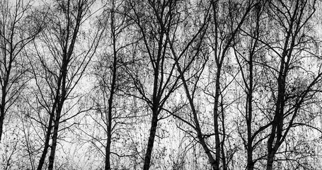 Fototapeta premium Birch Tree Silhouettes and Sunset Sky