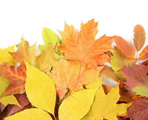 Colorful autumn leaves, isolated on white