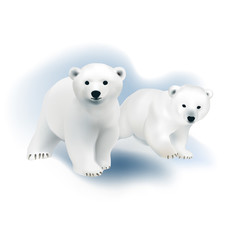 Polar bear cubs. 
Hand drawn vector illustration of young polar bears on white background.

