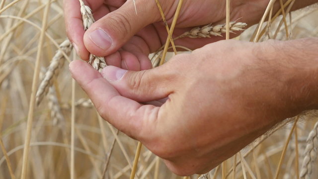Ear of wheat in the man hands 
