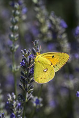 Lavanta Çiçeği Üzerinde Kelebek