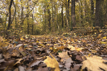 Autumn forest landscape.