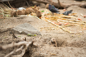 Marmot climbed out of the pit, and in the background other marmots and doves